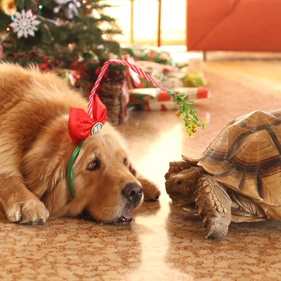 Meet your Posher, Christine - Picture 1 of 1